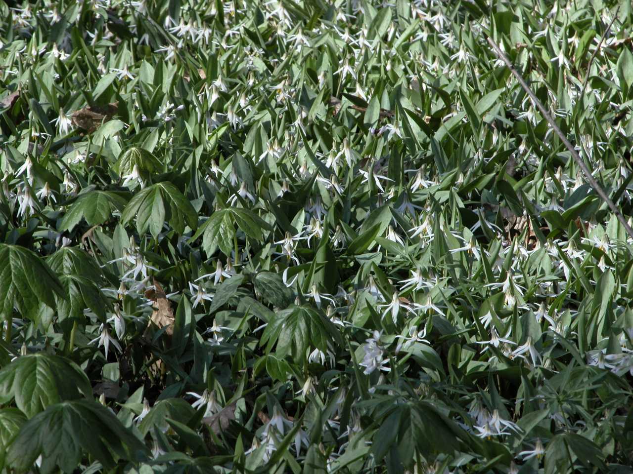 Mottle-leaved white trout lilies