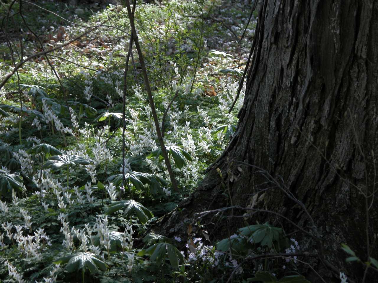 Dutchman's breeches