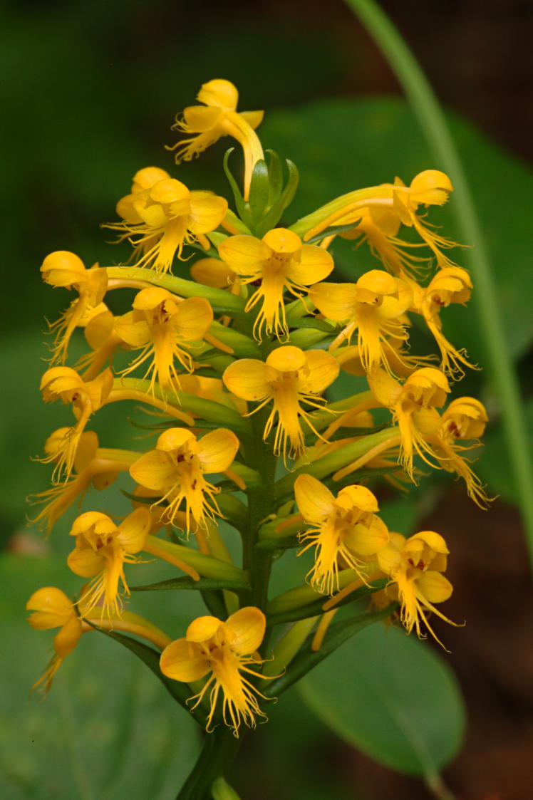 Orange Crested Orchis