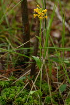 Orange Crested Orchis