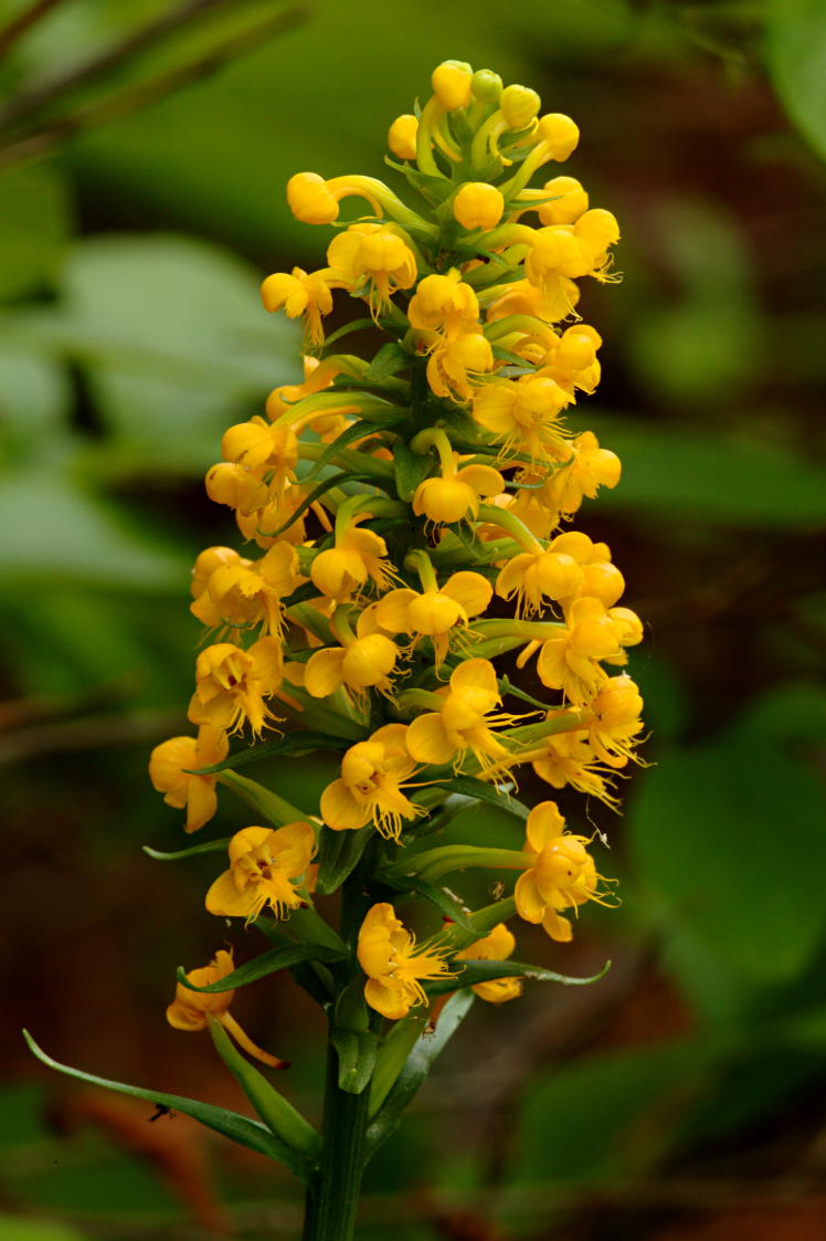 Orange Crested Orchis