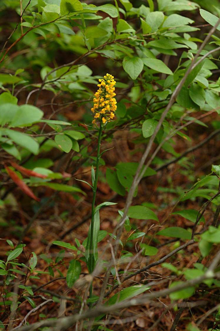 Orange Crested Orchis