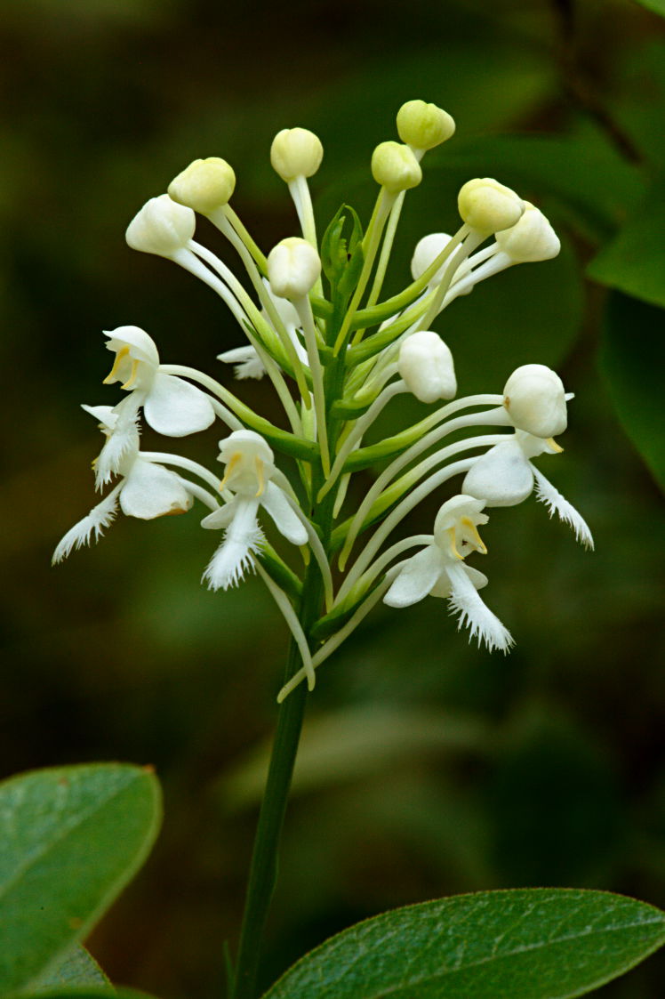 Northern White Fringed Orchis