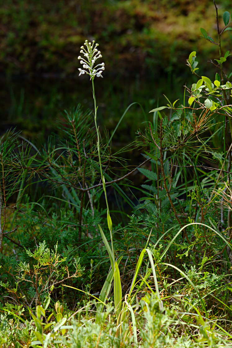 Northern White Fringed Orchis