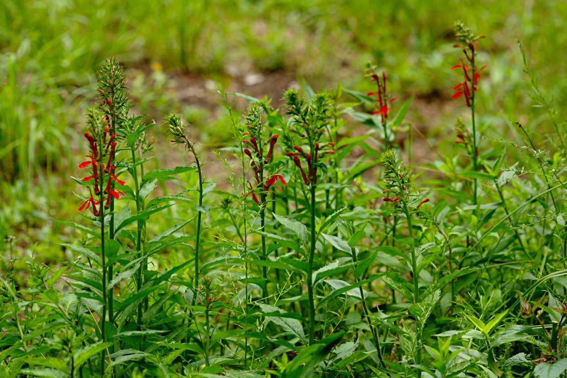 Cardinal Flower