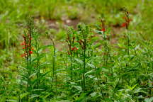 Cardinal Flower