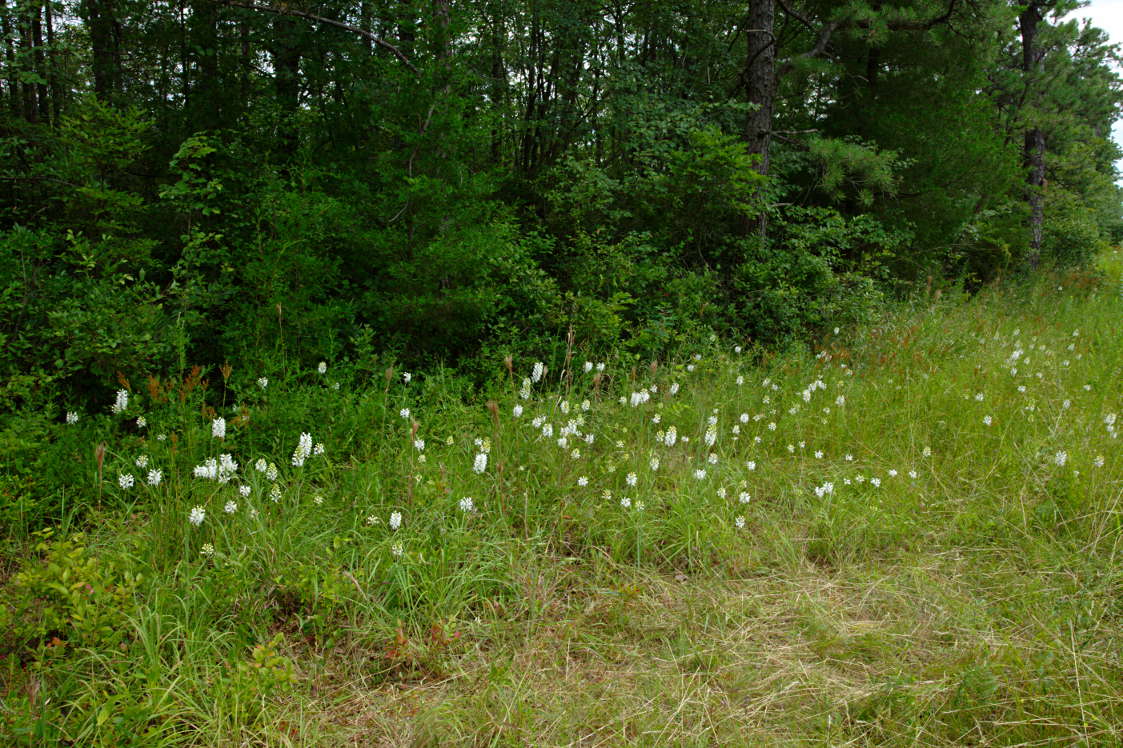 Northern White Fringed Orchis