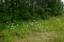 Northern White Fringed Orchis