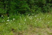 Northern White Fringed Orchis