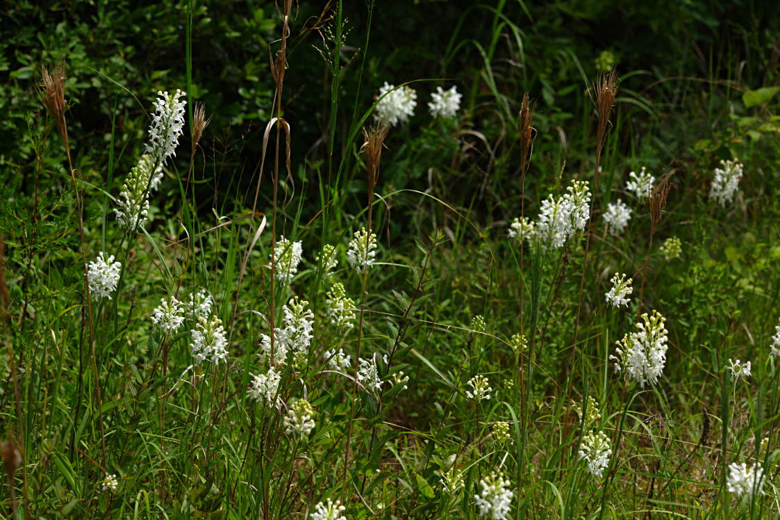 Northern White Fringed Orchis