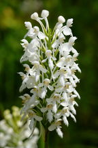 Northern White Fringed Orchis