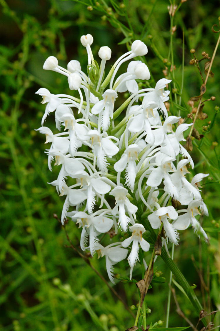 Northern White Fringed Orchis