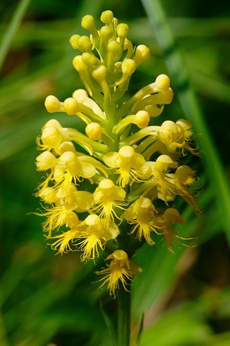 Canby's Hybrid Fringed Orchis