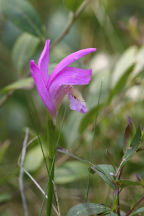 Burlington County Natural Areas