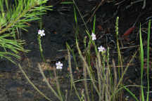 Thread-Leaved Sundew