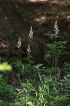Pine Barrens Death Camas