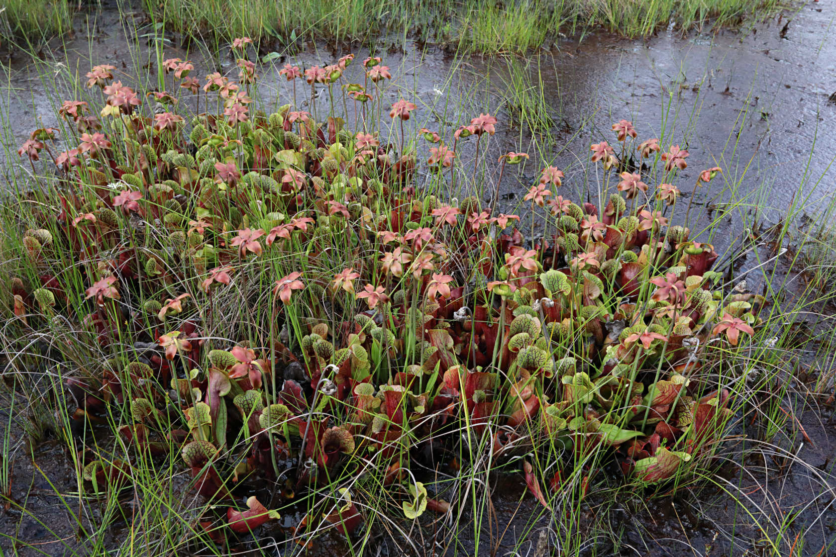 Purple Pitcher Plant
