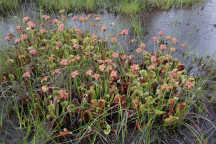 Purple Pitcher Plant