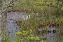 Coastal False Asphodel