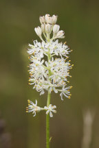 Burlington County Natural Areas