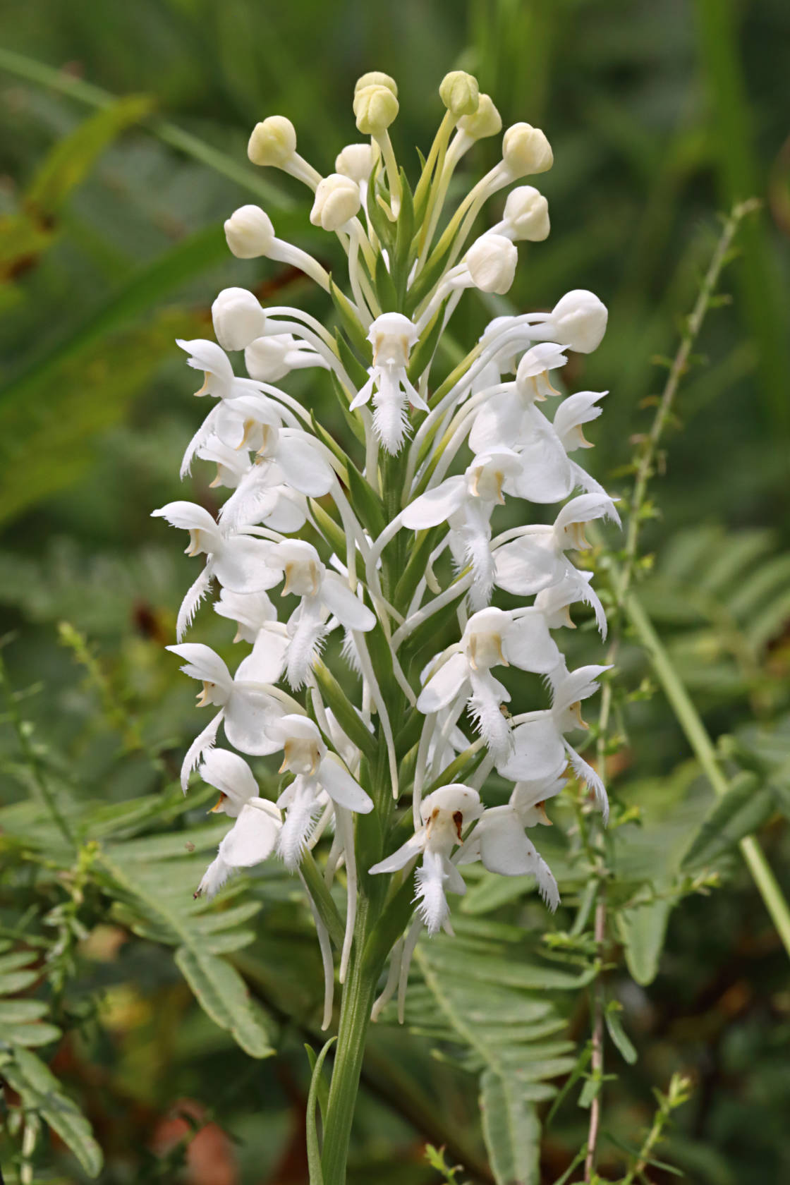 Northern White Fringed Orchid