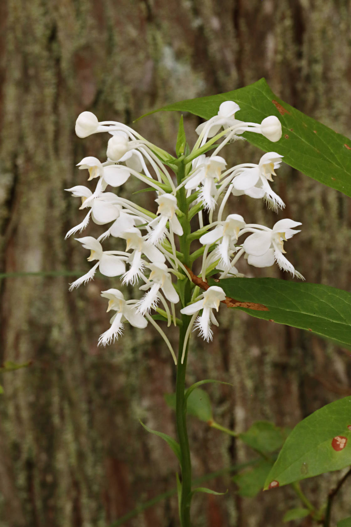 Northern White Fringed Orchid