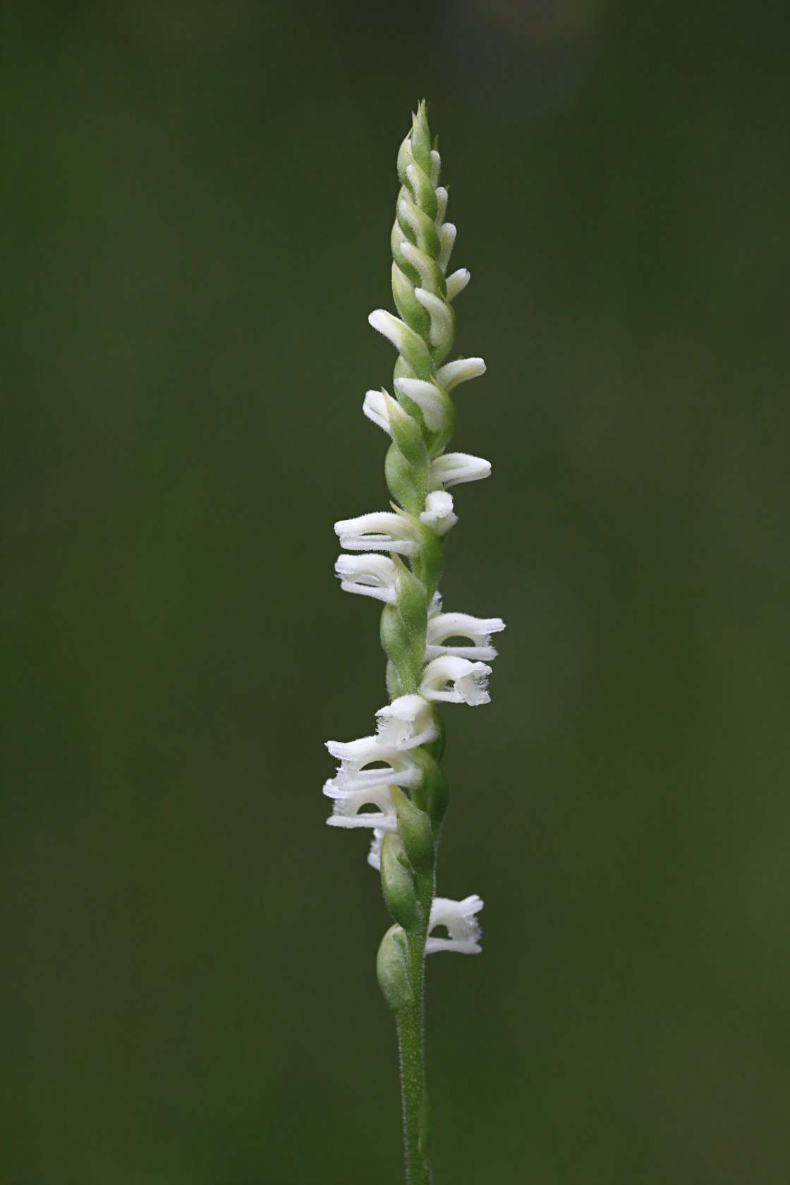 Lace-Lipped Ladies' Tresses