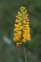 Yellow Fringeless Orchid