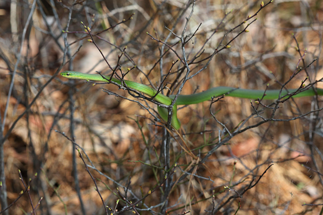 Rough Green Snake