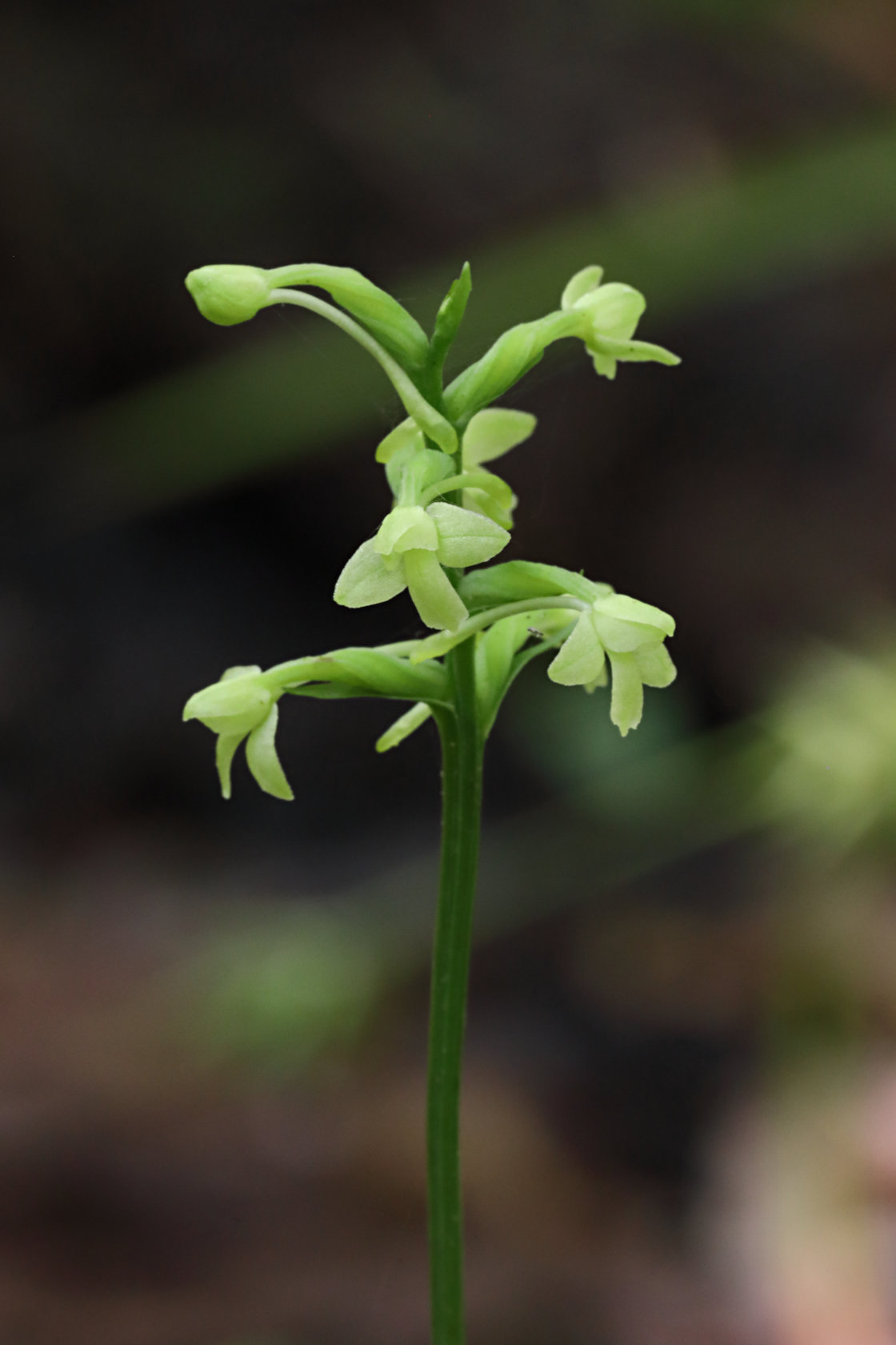 Little Club-Spur Orchid