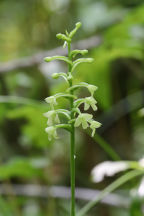 Little Club-Spur Orchid