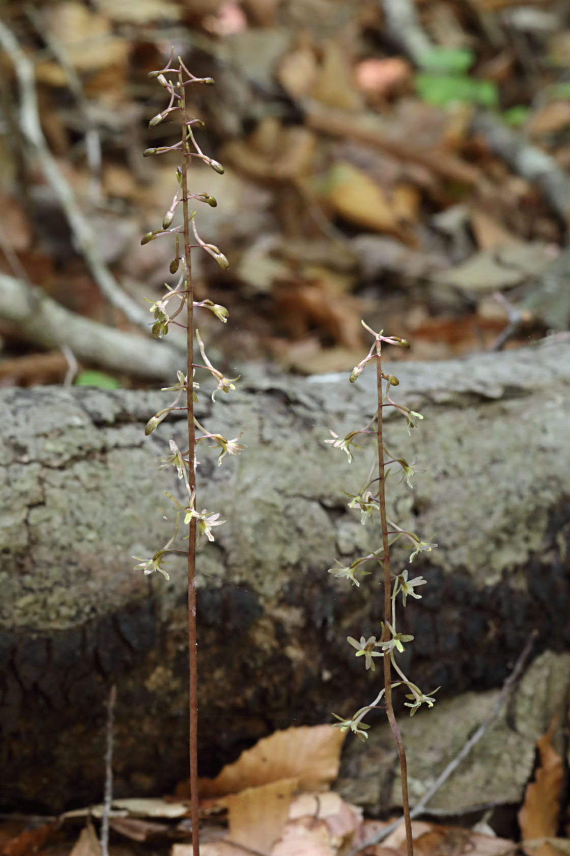 Cranefly Orchid