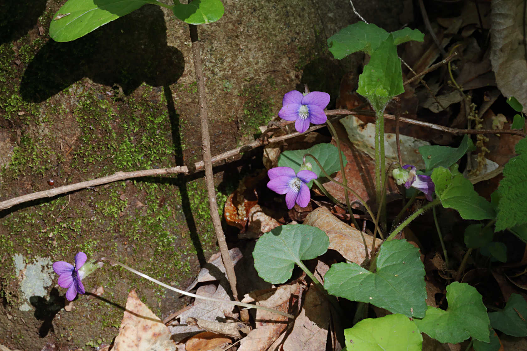 Wood Violet