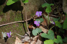 Wood Violet