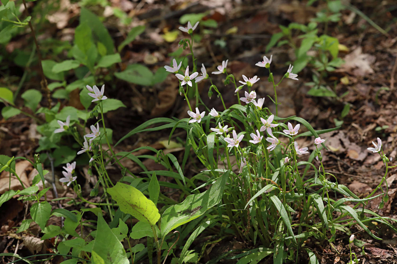 Spring Beauty