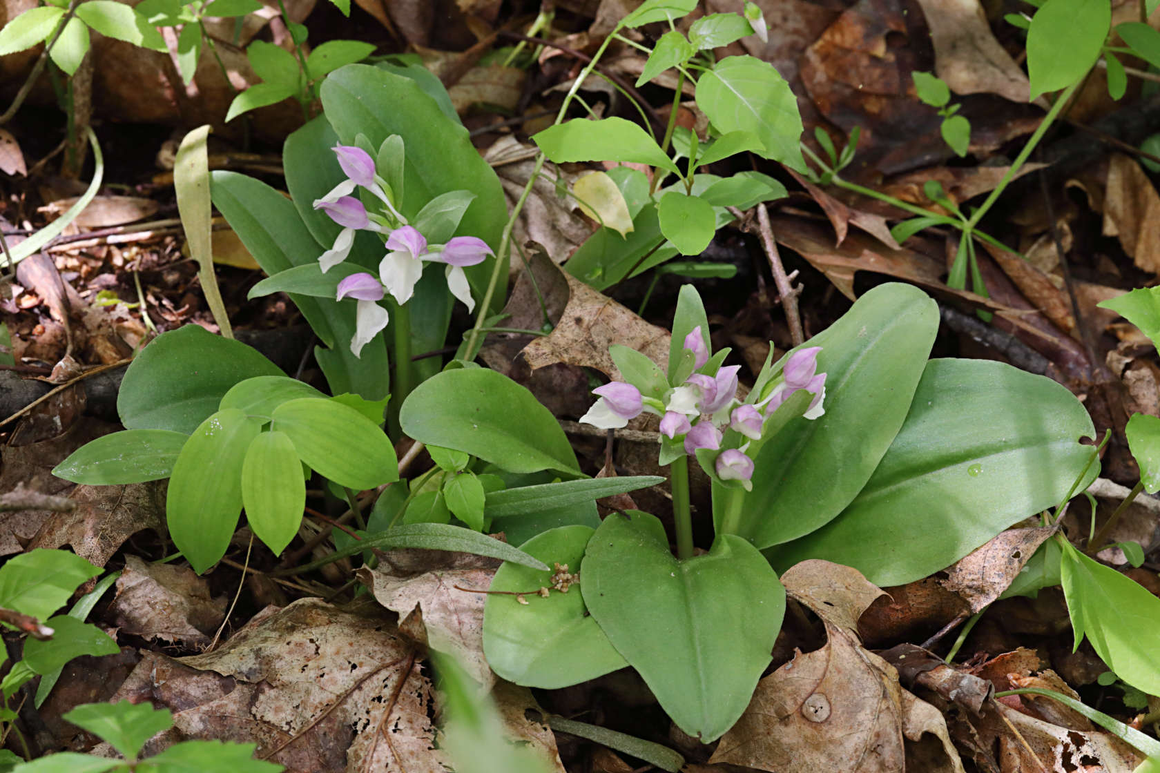 Variegated Showy Orchid