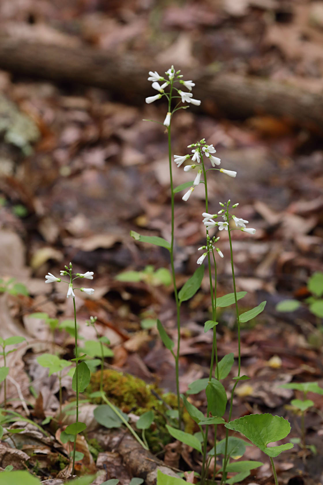 Spring Cress