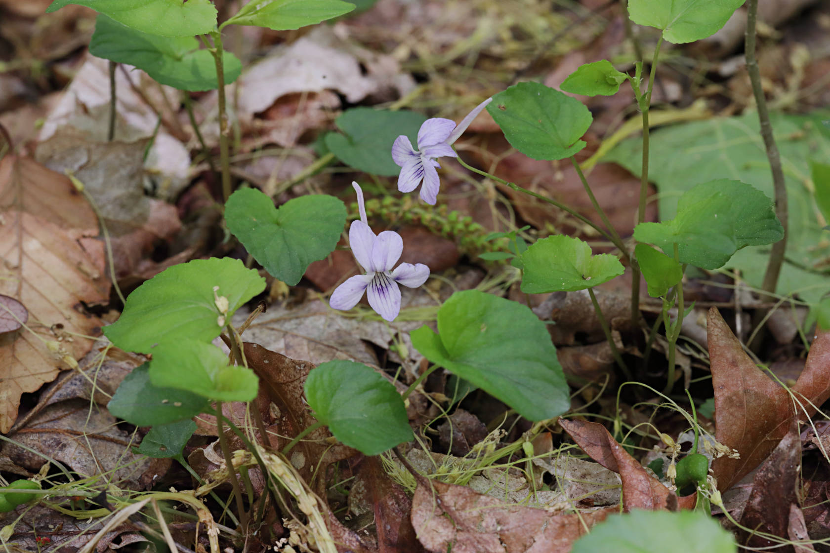 Long-Spurred Violet