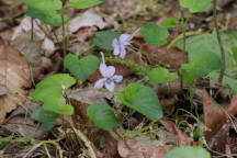 Spring Cress