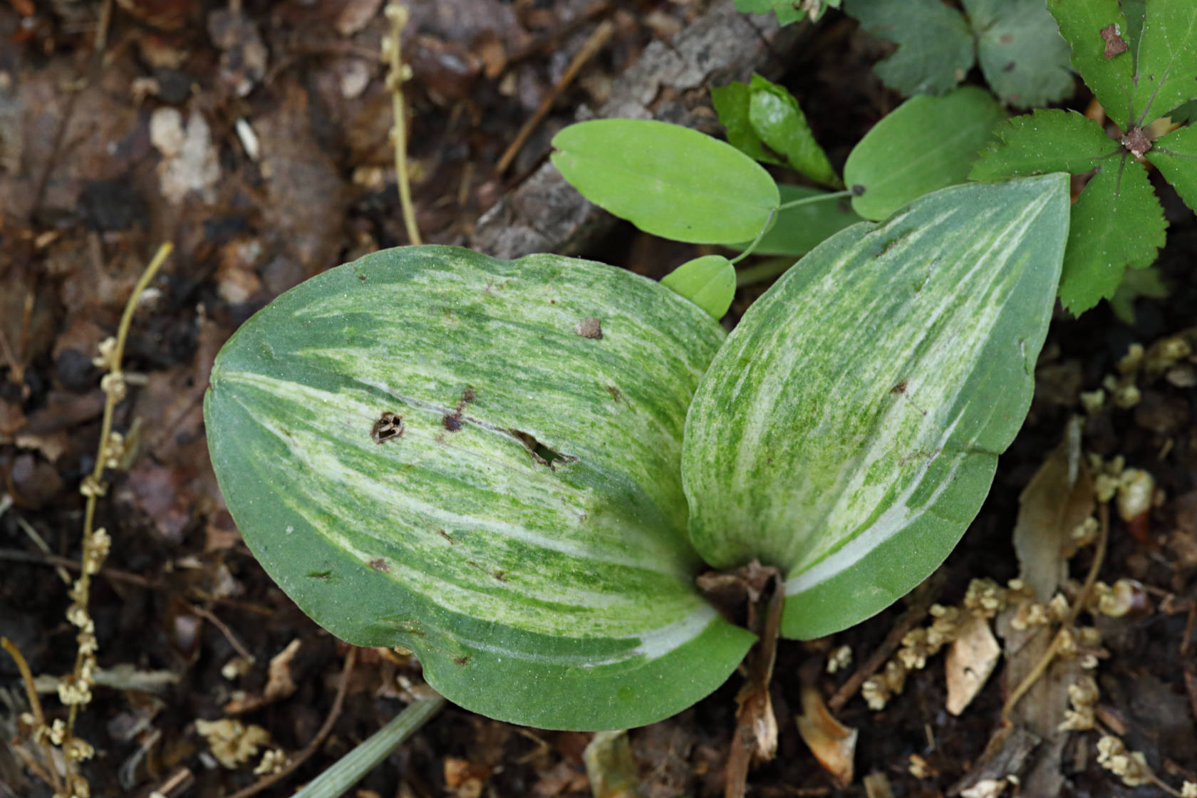 Variegated Showy Orchid