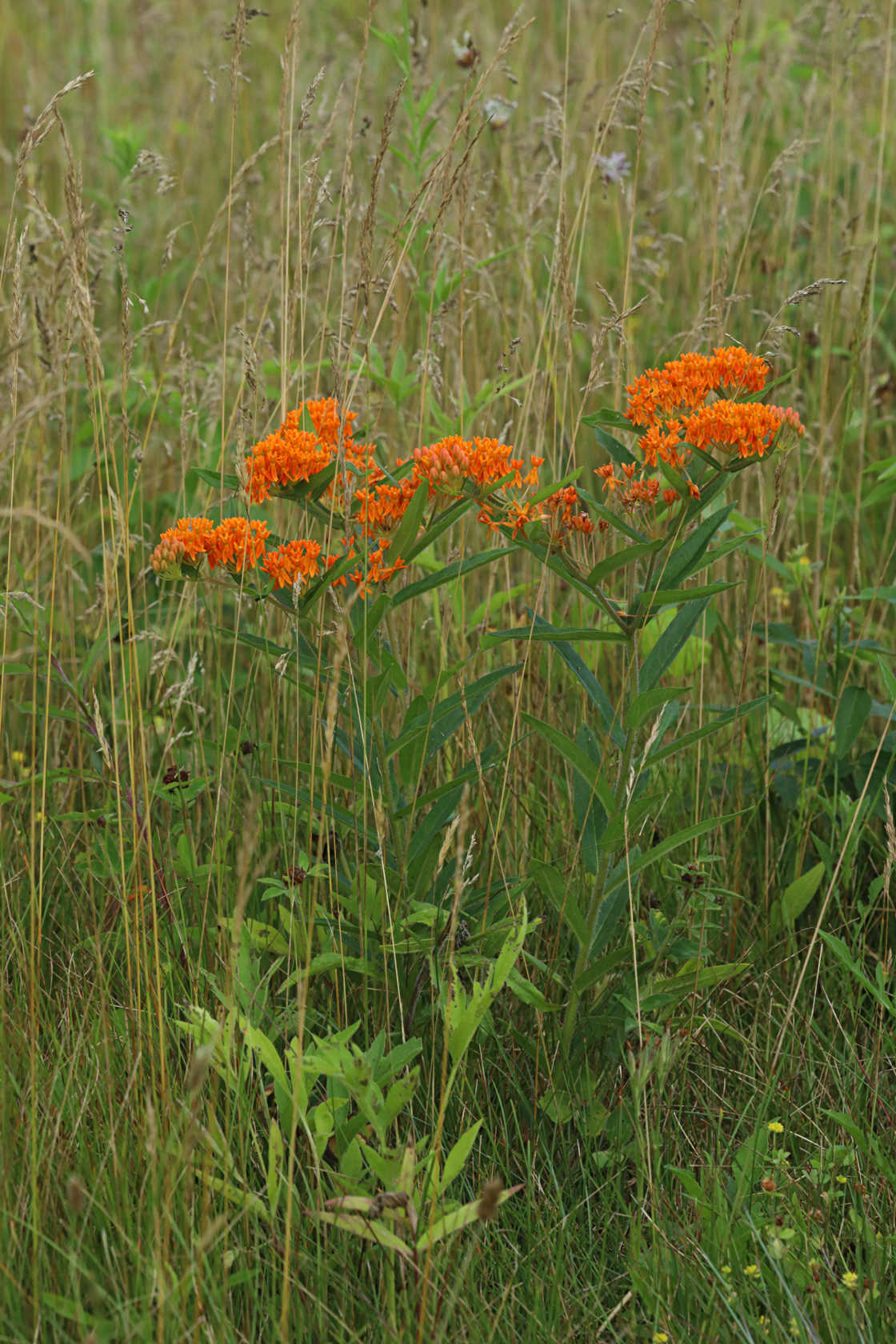 Butterfly Milkweed