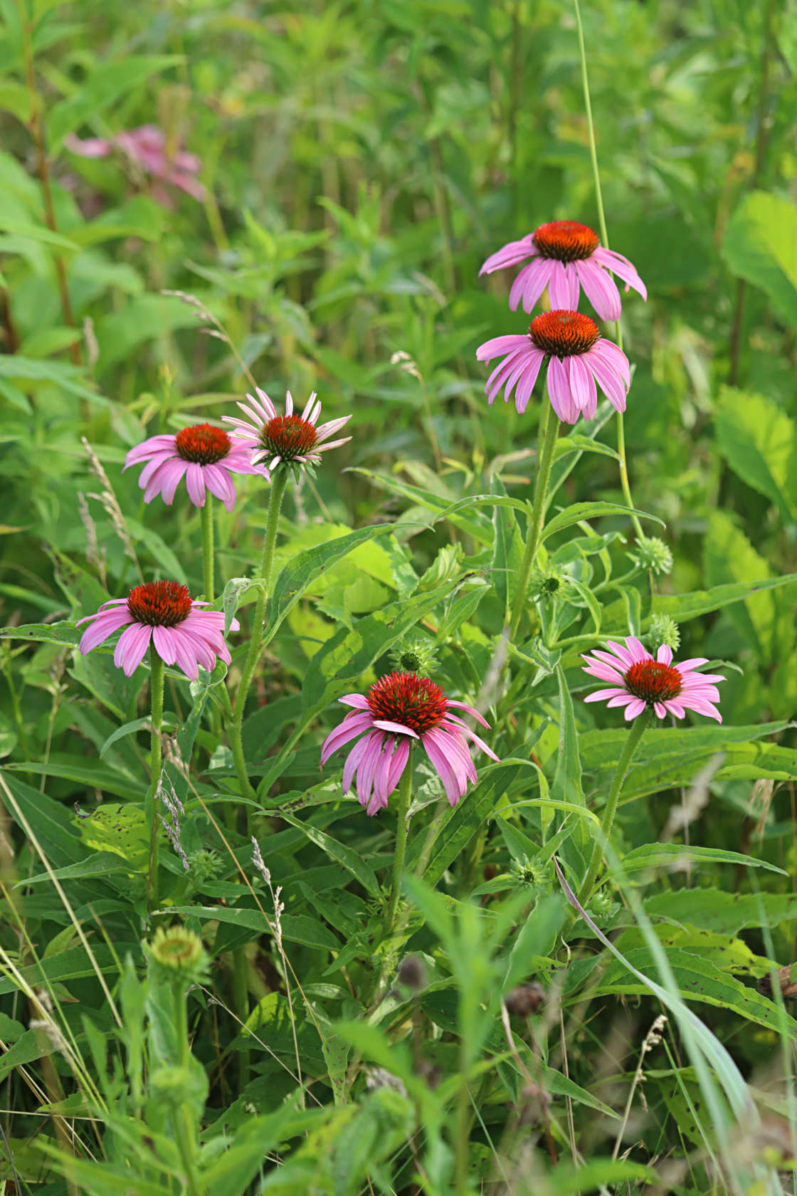 Purple Coneflower