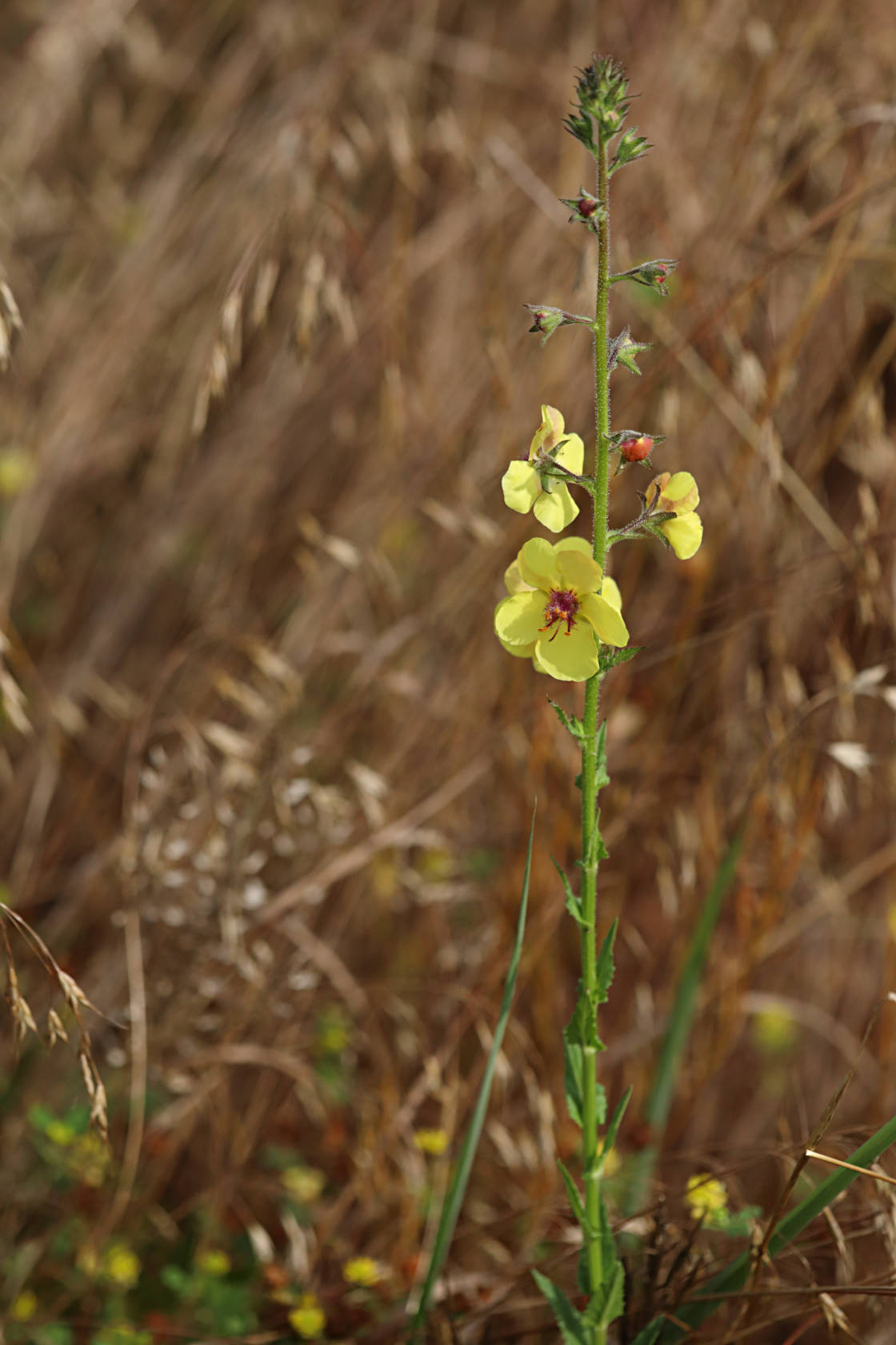 Moth Mullein