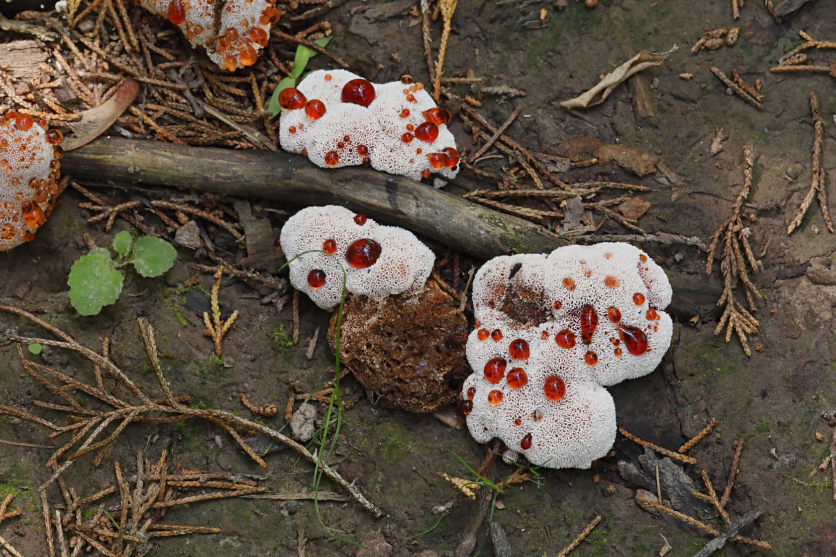 Bleeding Tooth Fungus