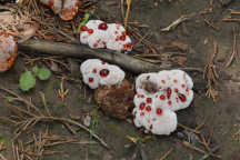 Bleeding Tooth Fungus