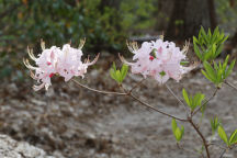 Coastal Azalea