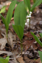 Lily of the Valley