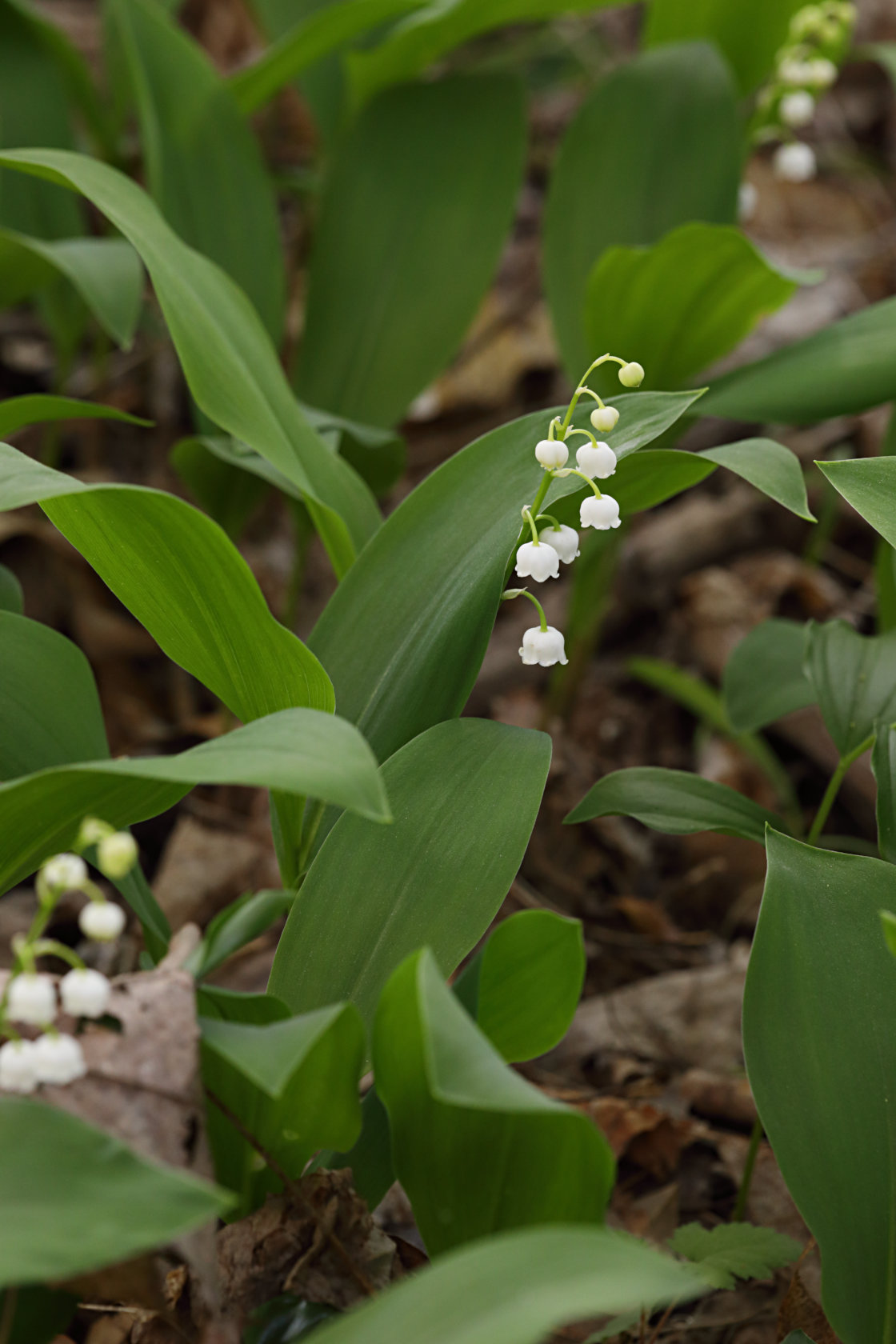 Lily of the Valley