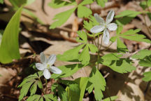 Wood Anemone