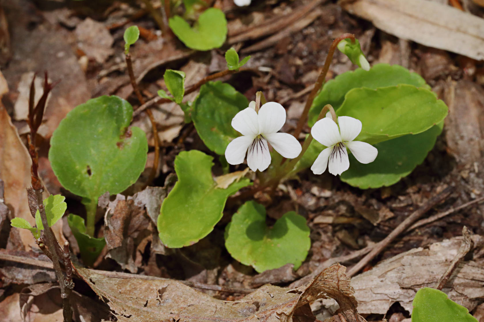 Primrose-Leaved Violet